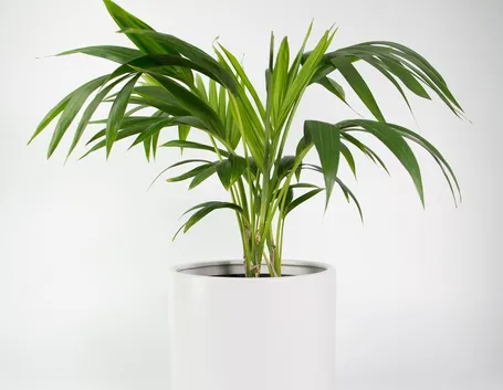 Kentia vaso