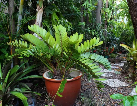zamia in vaso