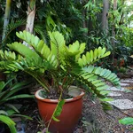 zamia in vaso