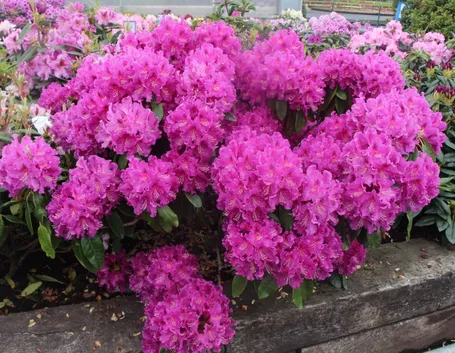 Azalee in fiore