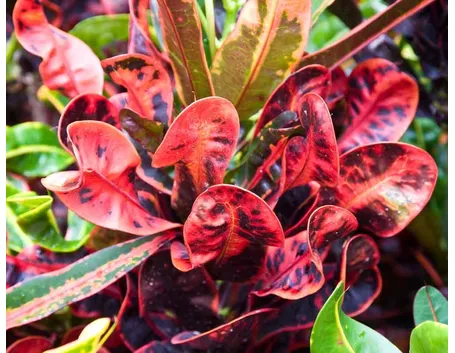 croton
