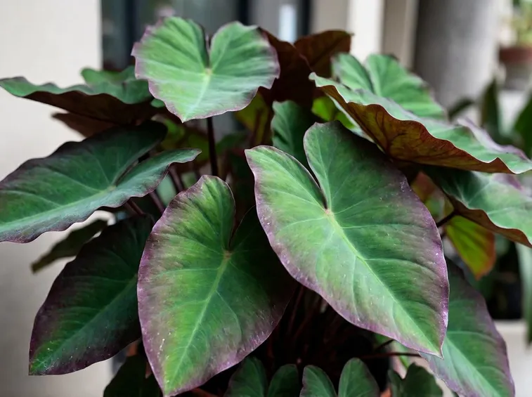 Colocasia