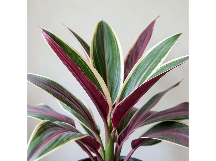 Calathea Triostar