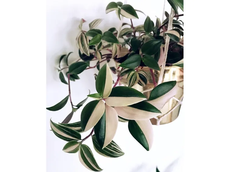 Tradescantia tricolor