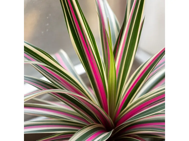 Dracaena marginata tricolor