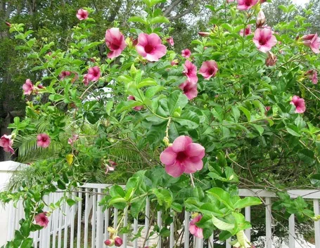 Mandevilla