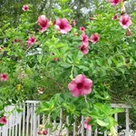 Mandevilla
