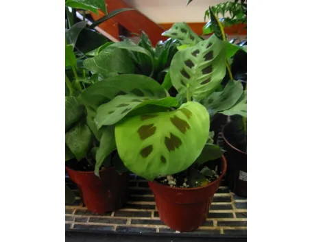 Un esempio di pianta di Maranta da appartamento tenuta in un vaso