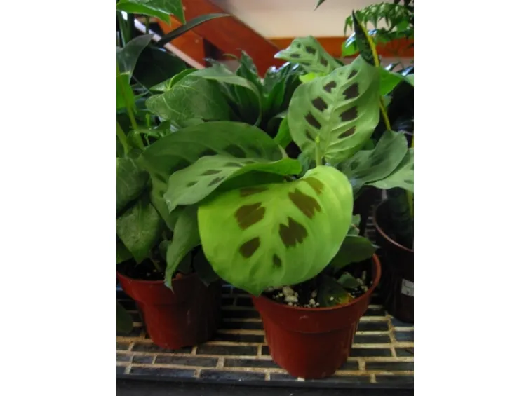 Un esempio di pianta di Maranta da appartamento tenuta in un vaso