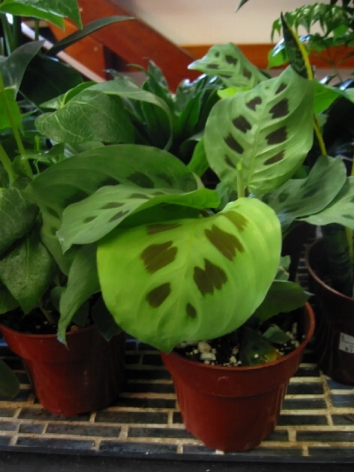Un esempio di pianta di Maranta da appartamento tenuta in un vaso