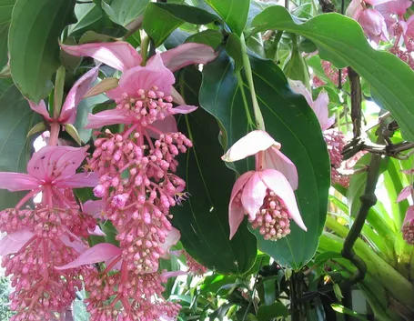Fiori di medinilla