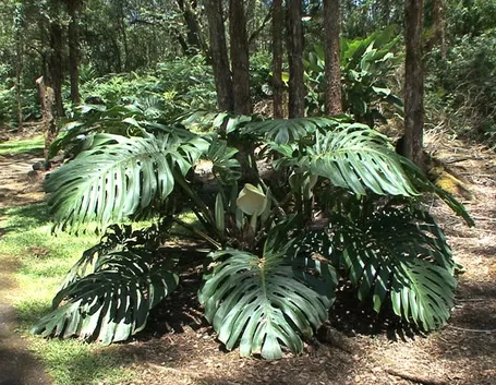 Monstera esterno