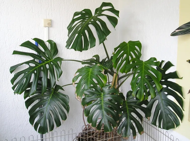 Monstera deliciosa