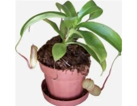 Un esempio di pianta di Nepenthes da appartamento tenuta in un vaso
