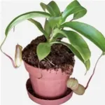 Un esempio di pianta di Nepenthes da appartamento tenuta in un vaso