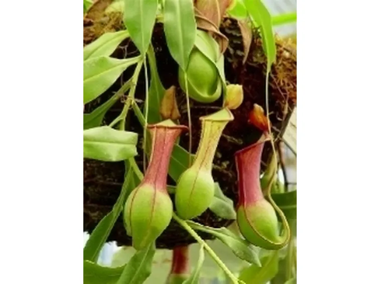 Un esempio di fiore che troviamo sulle piante di Nepenthes.