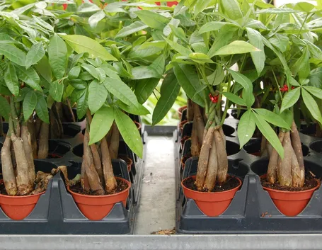 Un esempio di pianta di Pachira da appartamento tenuta in un vaso