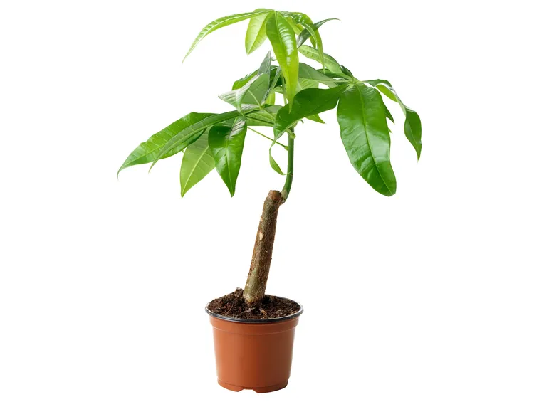 pachira pianta