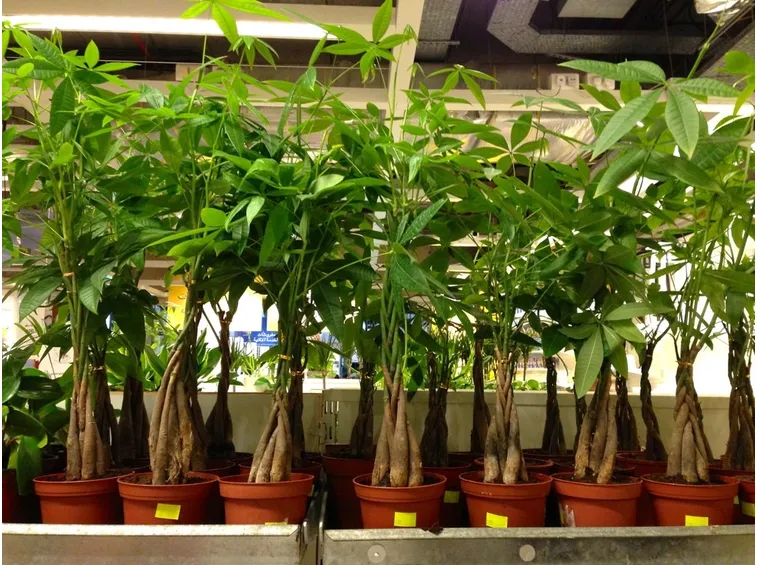 Un esempio di fiori che troviamo sulle piante di Pachira