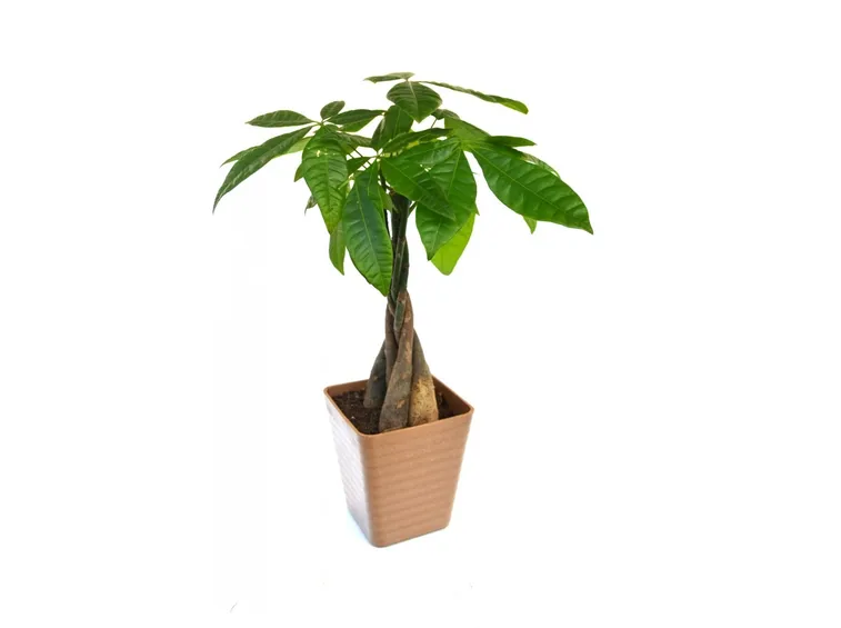 pachira