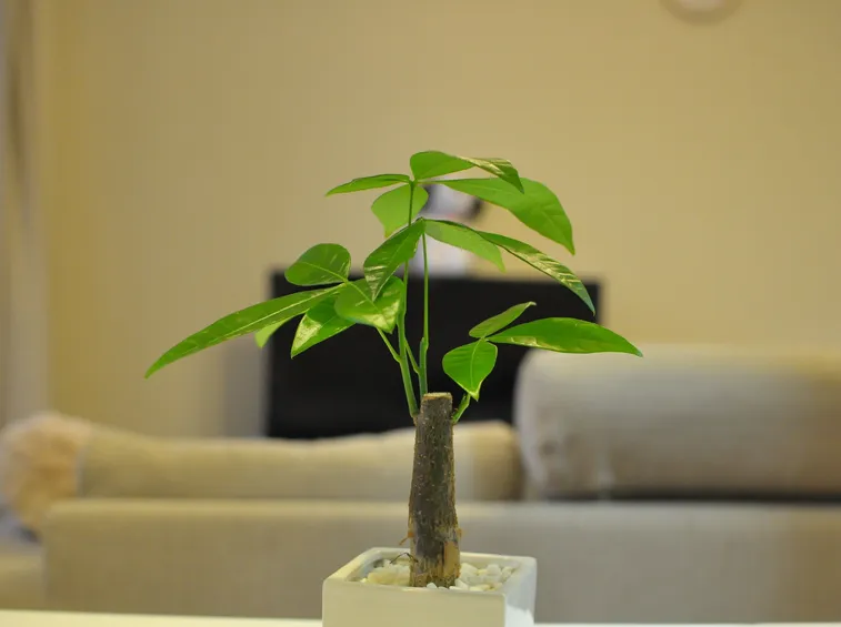 pachira giovane