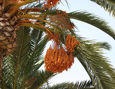Esempio di palma da dattero provvista di frutti.