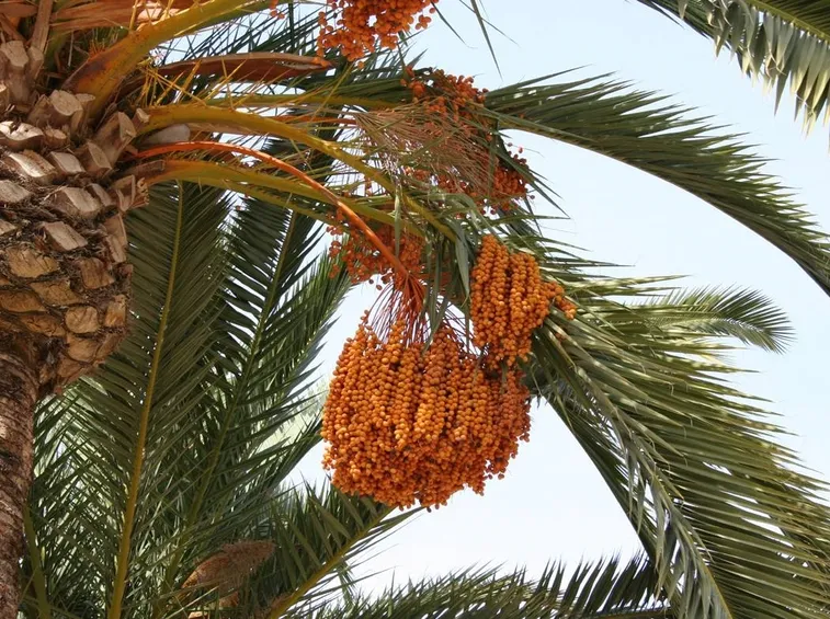 Esempio di palma da dattero provvista di frutti.