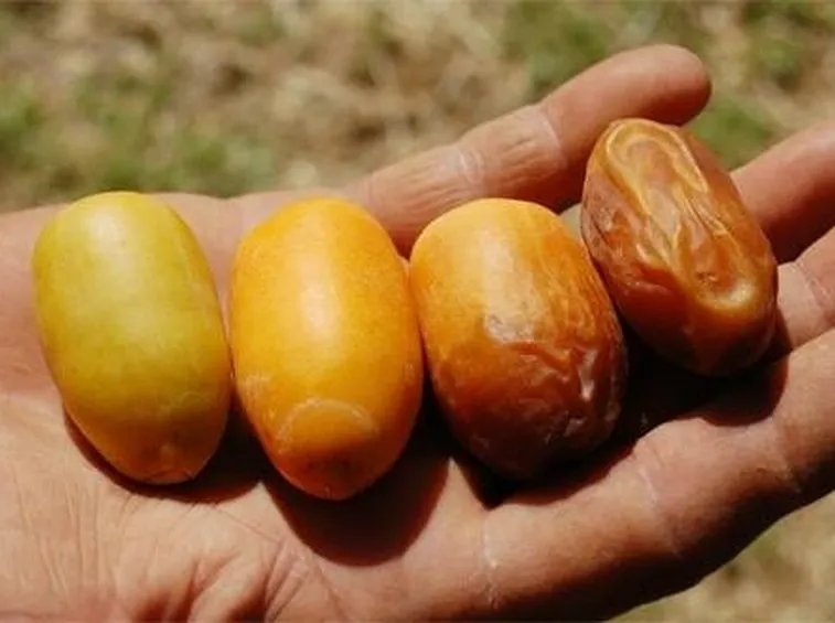 Pianta di palma da dattero.