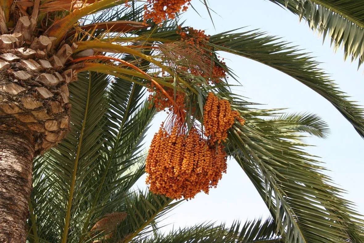 Esempio di palma da dattero provvista di frutti.