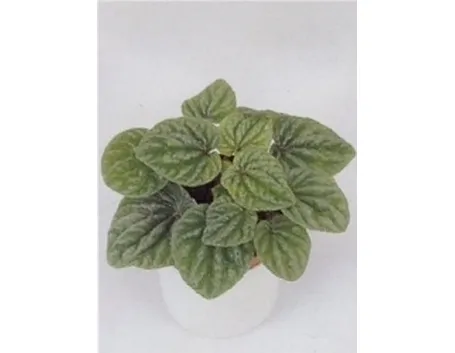 Peperomia Caperata