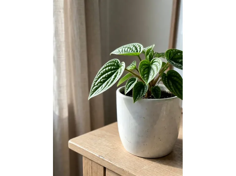 Peperomia Caperata