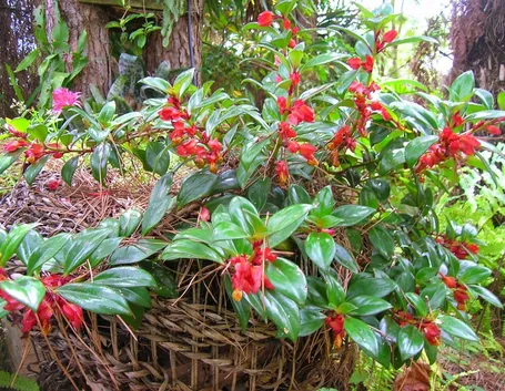 Nematanthus gregarius in cesto di vimini