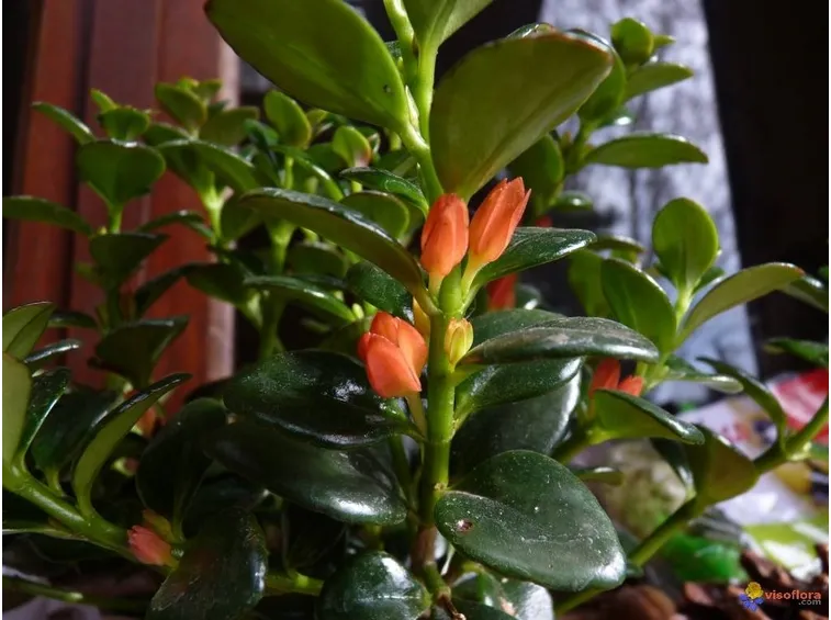 Nematanthus, rampicante sempreverde in appartamento