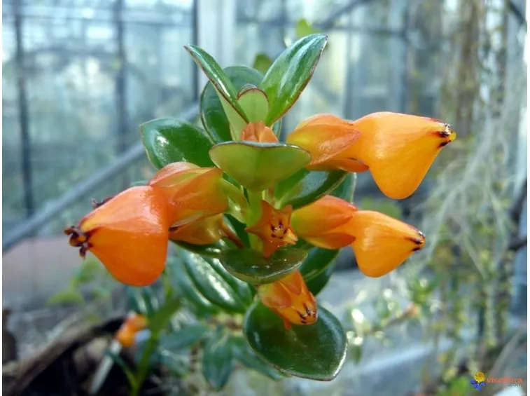 Nematanthus gregarius in appartamento