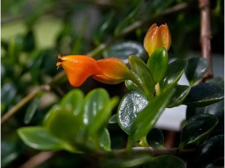 Nematanthus gregarius, ideale pianta d'appartamento