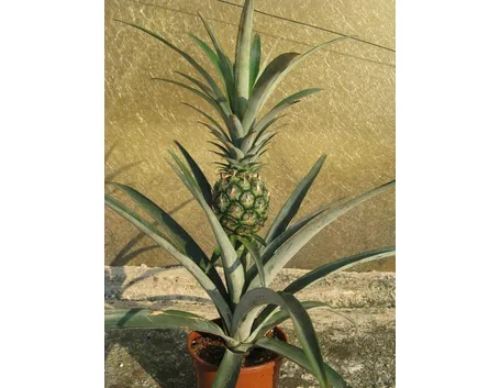 pianta di ananas