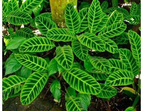 Calathea zebrina