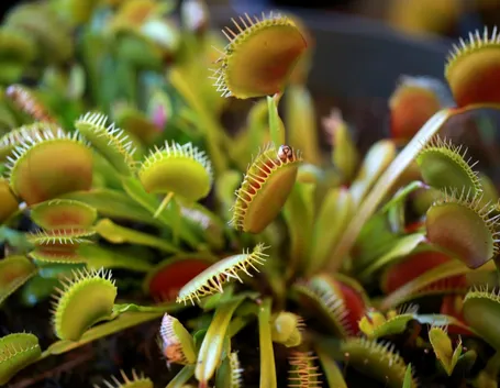 pianta carnivora