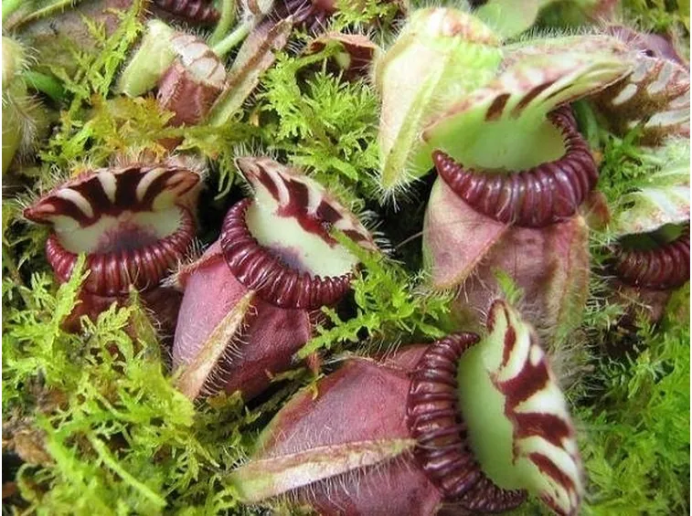 Pianta carnivora