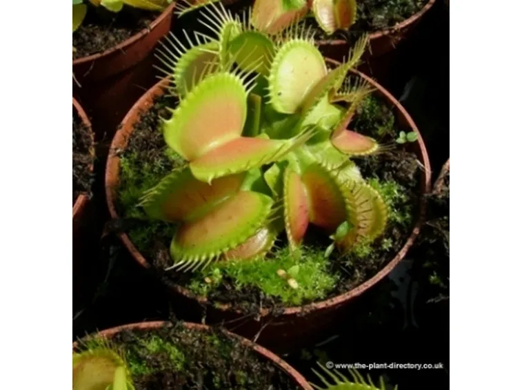 pianta carnivora