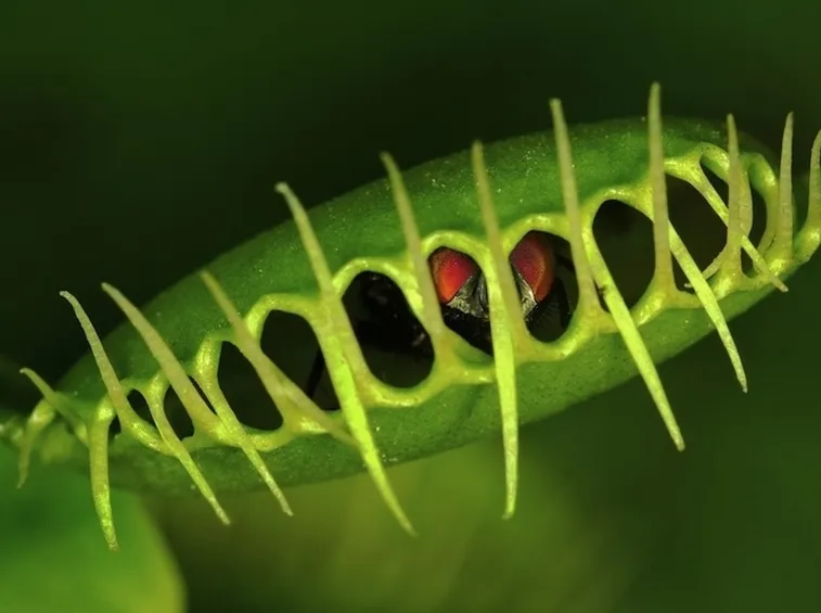 pianta carnivora trappola a scatto