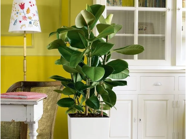 Un magnifico ficus