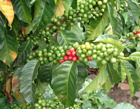 Frutti pianta caffè
