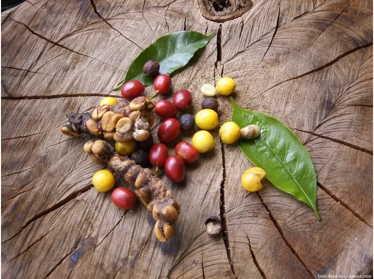 Caffè raccolto