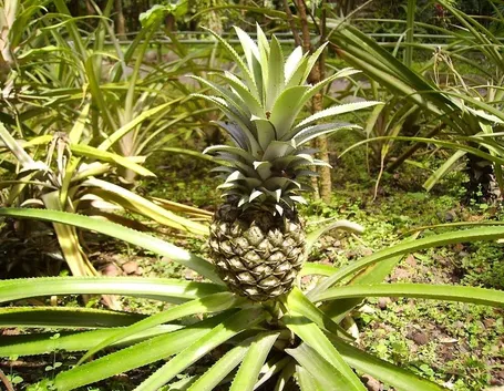 Pianta di ananas