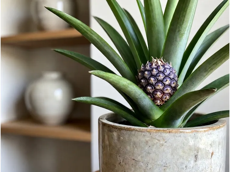 Pianta di ananas in fioritura