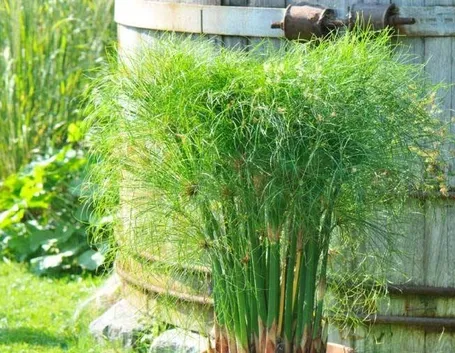 Esemplare di Cyperus papyrus