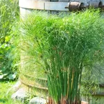 Esemplare di Cyperus papyrus