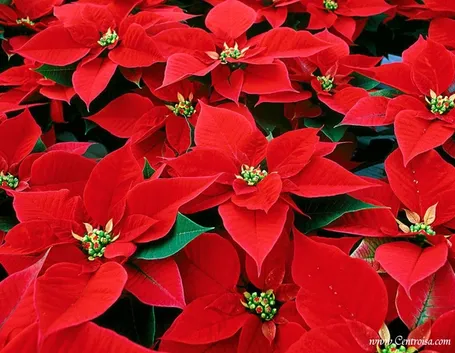 stella di natale