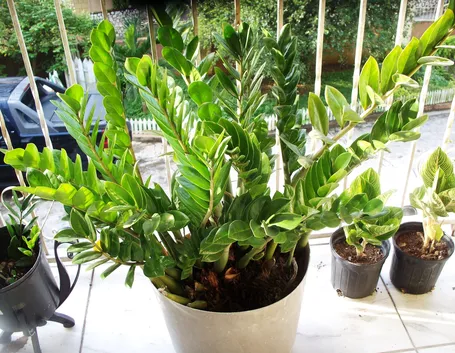 zamioculcas pianta